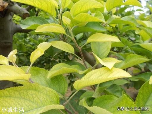 磷酸二氢钾能使黄叶变绿吗？