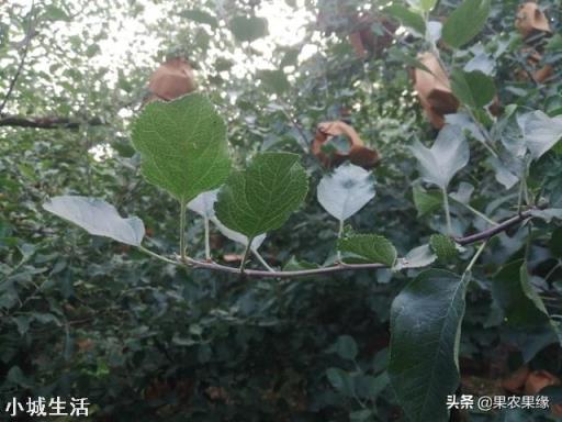 果树灌根用什么肥料好?