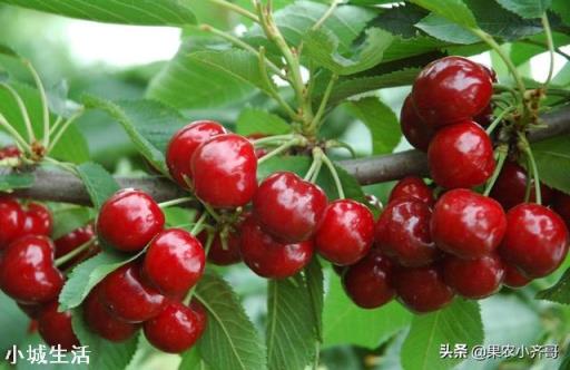 果树灌根用什么肥料好?