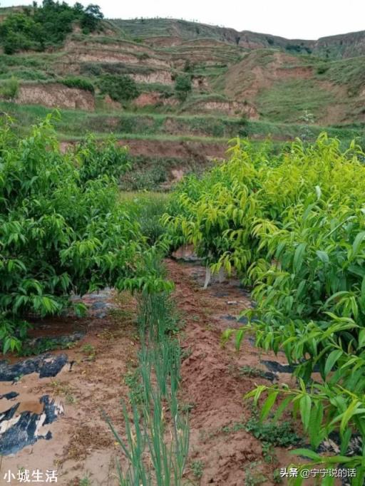 果树灌根用什么肥料好?