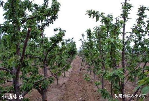 果树灌根用什么肥料好?