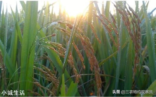 请问，施撒菌肥后土壤一直干旱会失效吗？