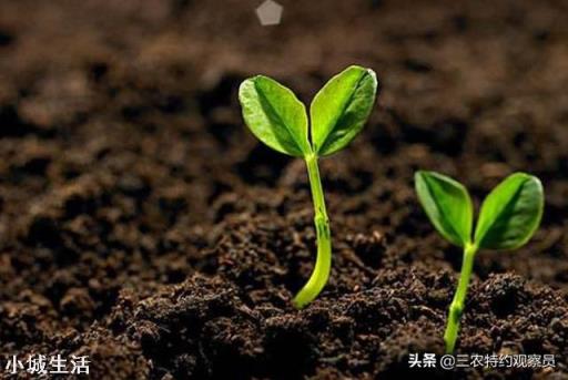 请问，施撒菌肥后土壤一直干旱会失效吗？