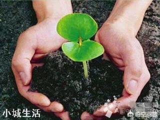 所谓的有机肥到底是什么做的?