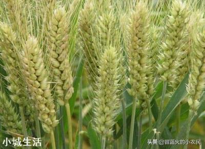 蕓苔素內酯加磷酸二氫鉀，多久能見效? 該如何搭配使用？