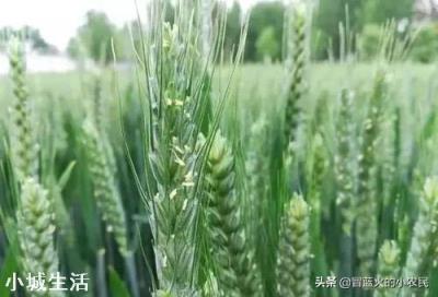 蕓苔素內酯加磷酸二氫鉀，多久能見效? 該如何搭配使用？