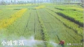 蕓苔素內酯加磷酸二氫鉀，多久能見效? 該如何搭配使用？