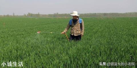 蕓苔素內酯加磷酸二氫鉀，多久能見效? 該如何搭配使用？