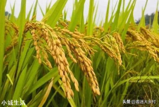 蕓苔素內酯加磷酸二氫鉀，多久能見效? 該如何搭配使用？