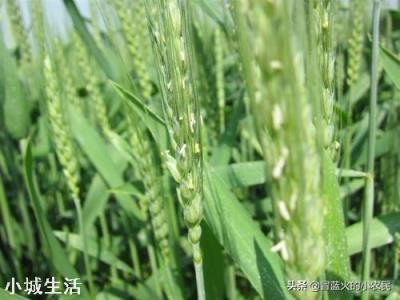 蕓苔素內酯加磷酸二氫鉀，多久能見效? 該如何搭配使用？