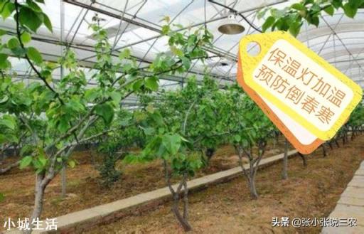 倒春寒時，大棚櫻桃，開花前，能不能用煙火提高溫度？