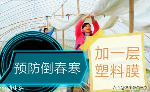 倒春寒時，大棚櫻桃，開花前，能不能用煙火提高溫度？