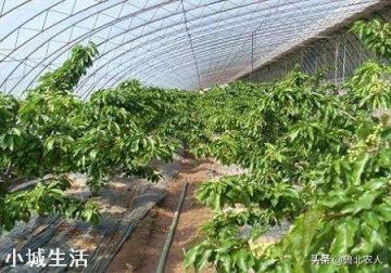 倒春寒時，大棚櫻桃，開花前，能不能用煙火提高溫度？