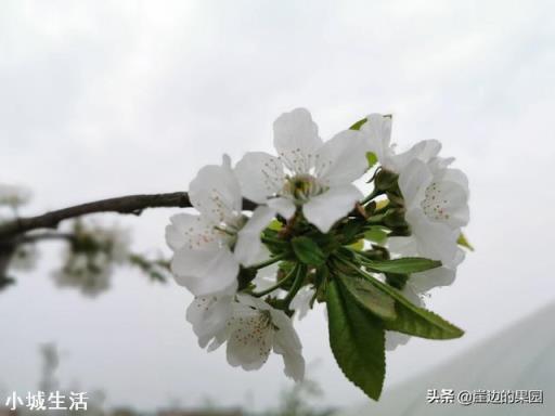倒春寒時，大棚櫻桃，開花前，能不能用煙火提高溫度？