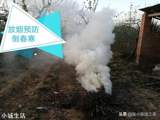 倒春寒時，大棚櫻桃，開花前，能不能用煙火提高溫度？