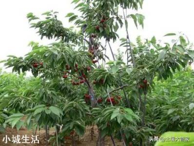 倒春寒時，大棚櫻桃，開花前，能不能用煙火提高溫度？