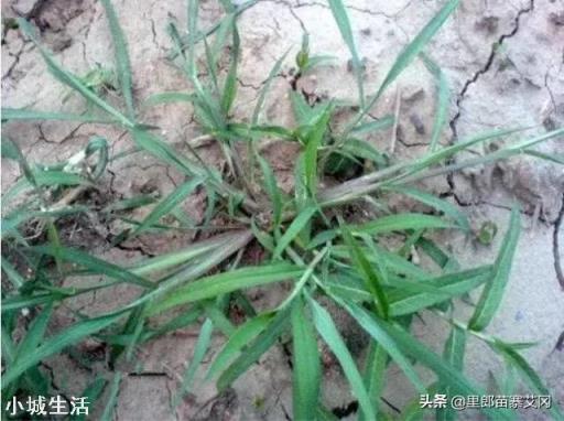 果园里种什么草既肥土又有益果树生长?