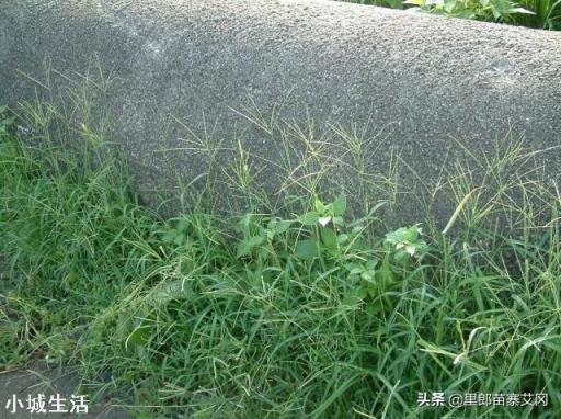 果园里种什么草既肥土又有益果树生长?