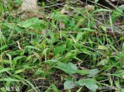 果园里种什么草既肥土又有益果树生长?