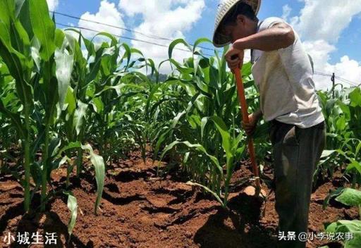 肥料涨价后，农资商高兴不起来，农民却乐了，为什么？