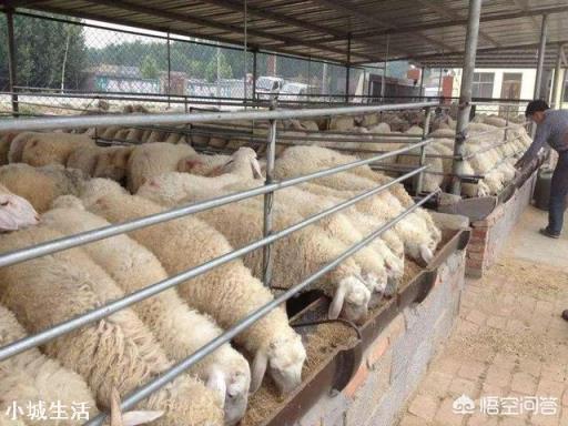 养羊挣钱吗?
