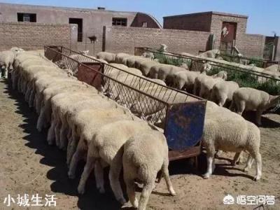 养羊挣钱吗?