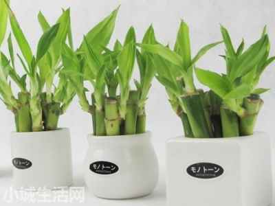 水培富貴竹怎么養(yǎng)最佳