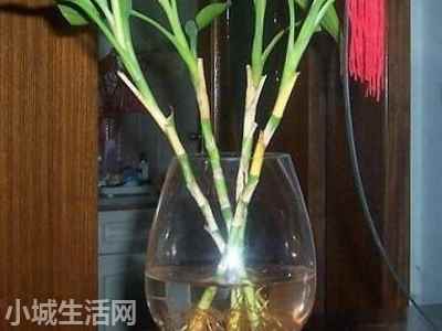 水培富貴竹怎么養(yǎng)最佳