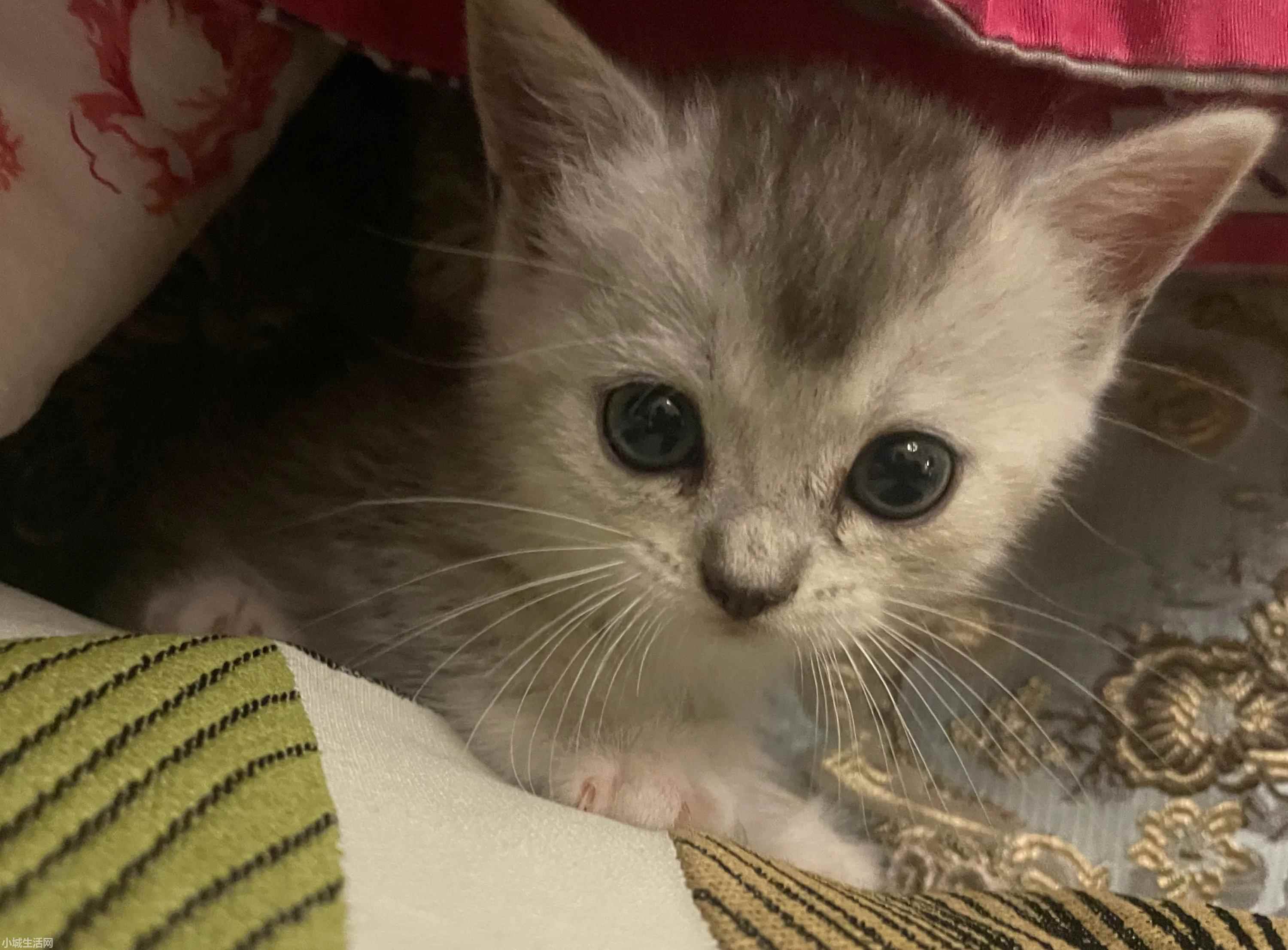 一个月的猫怎么养最佳