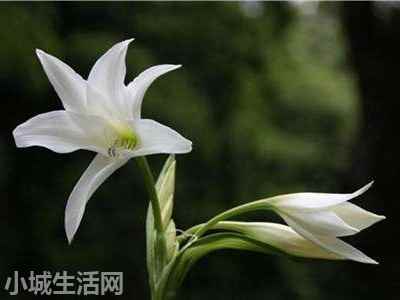 ?水养百合花怎么养详细介绍