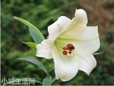 ?水养百合花怎么养详细介绍