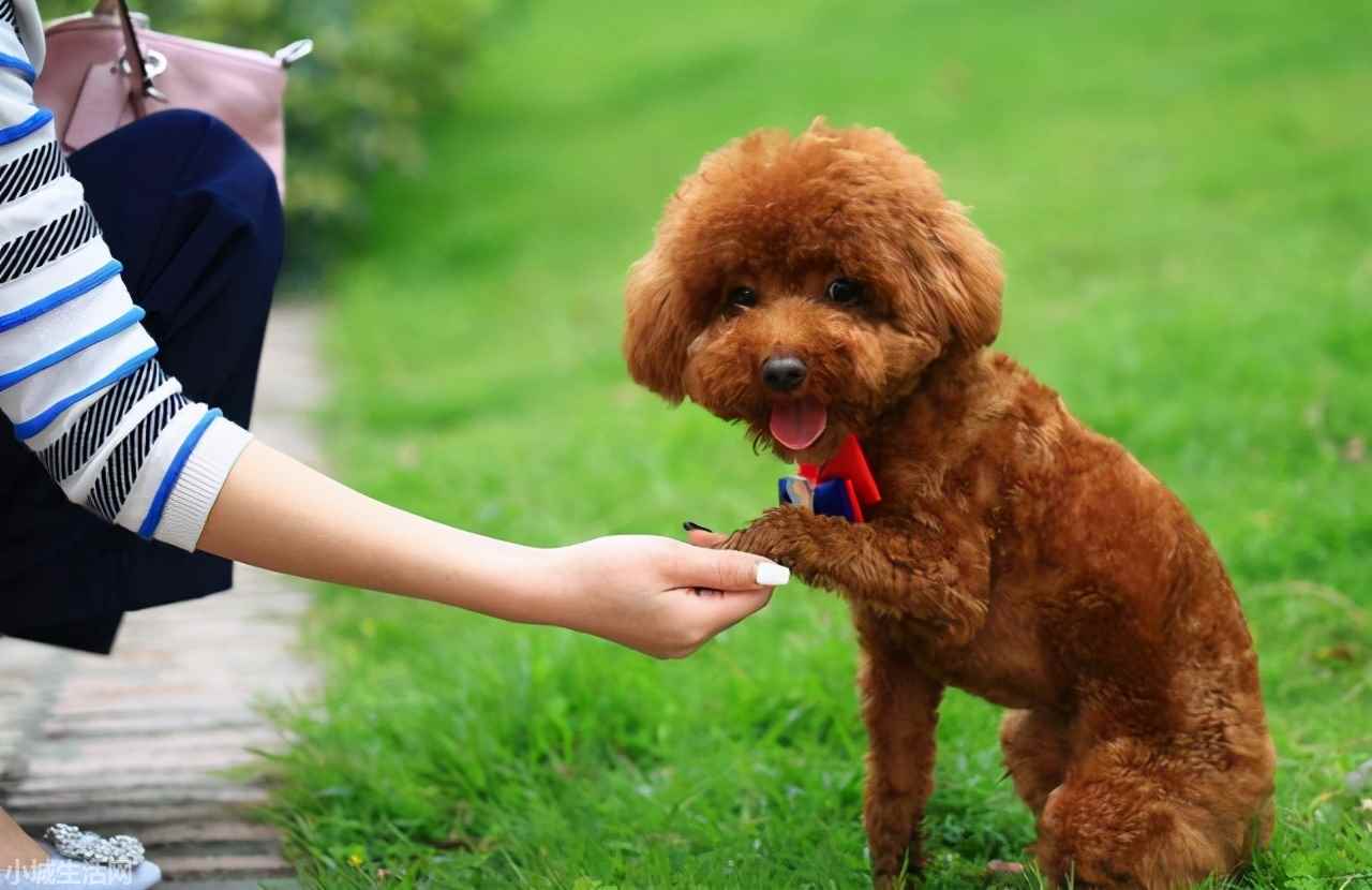 6个月泰迪怎么养忌讳什么