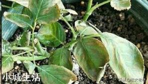 喷施磷酸二氢钾出现肥害多久能恢复？