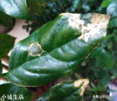 喷施磷酸二氢钾出现肥害多久能恢复？