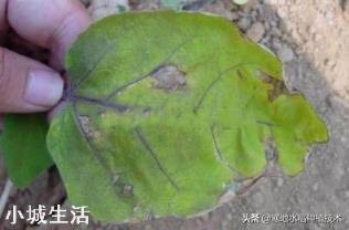 喷施磷酸二氢钾出现肥害多久能恢复？