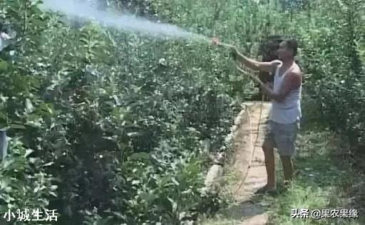 喷施磷酸二氢钾出现肥害多久能恢复？