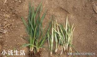 喷施磷酸二氢钾出现肥害多久能恢复？