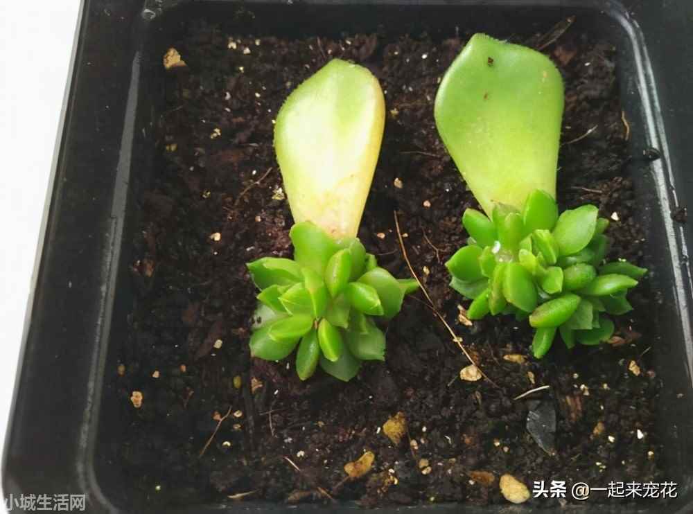 插叶的多肉怎么养比较好
