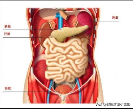 买了个呼啦圈想用来减肥，可以减肚子吗？