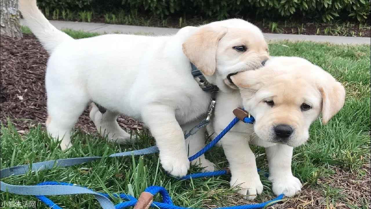 拉布拉多犬怎么养最佳