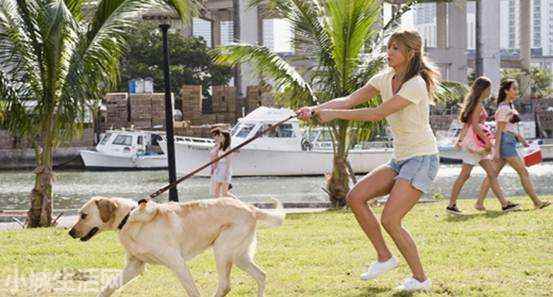 拉布拉多犬怎么养最佳