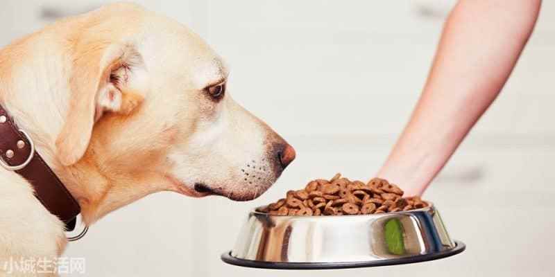 拉布拉多犬怎么养最佳