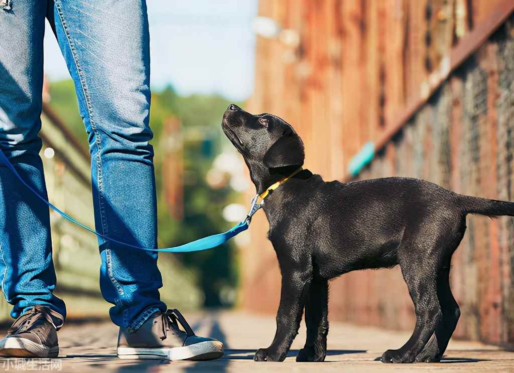 拉布拉多犬怎么养最佳
