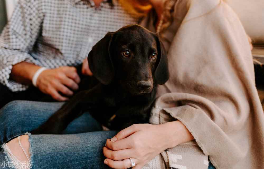 拉布拉多犬怎么养最佳