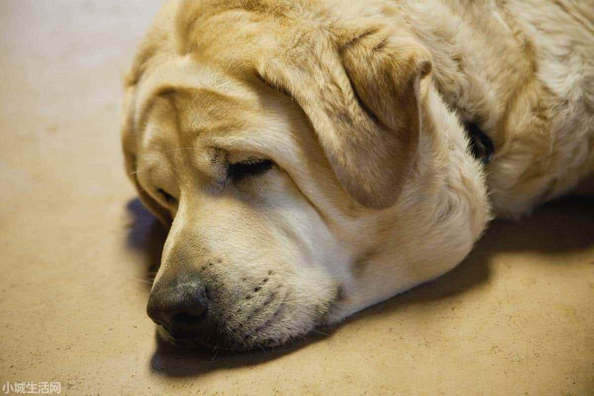 拉布拉多犬怎么养最佳
