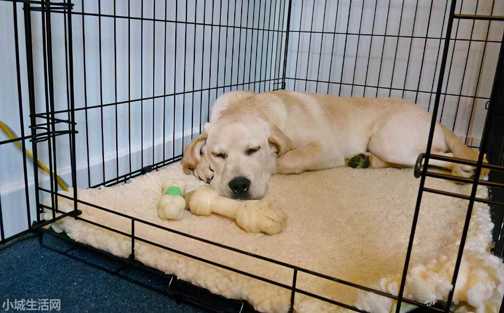 拉布拉多犬怎么养最佳