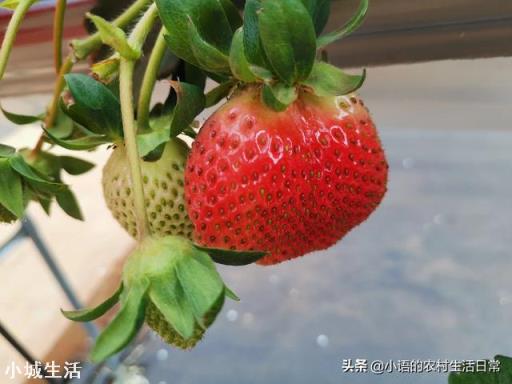 一天之内什么时候采摘草莓的品质最好？