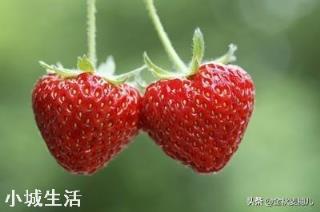 一天之内什么时候采摘草莓的品质最好？