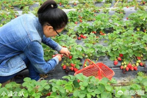 一天之内什么时候采摘草莓的品质最好？