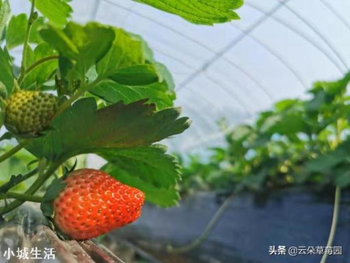 一天之内什么时候采摘草莓的品质最好？
